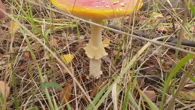 Самбреро Мухомор