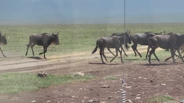 wildebeests cross the road смотреть онлайн