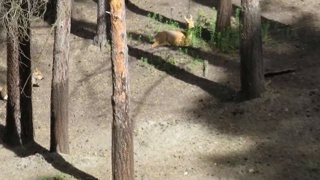 Косули кушают травку 11.06.2021 смотреть онлайн