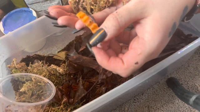Porcellio scaber isos setup смотреть онлайн