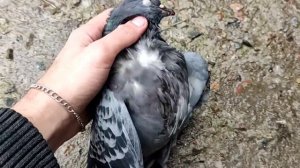 Охота на голубя с пневматики. Hatsan Airtact Pd.