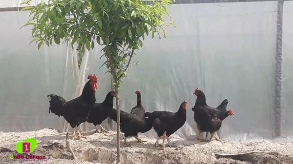 Zotdor tovuq Qora shaxzoda Xo'rozlari joʻjalari sotiladi 📞996333669 КОРА ШАХЗОДА НАСИЛДОР ТОВУКЛАРИ