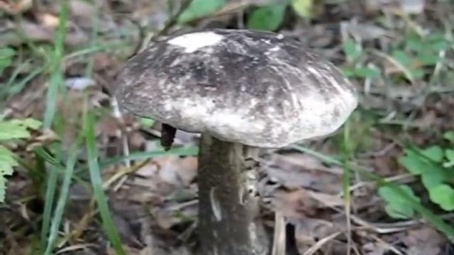 Грибная лихарадка смотреть онлайн