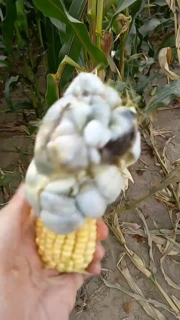 Пузырчатая головня кукурузы смотреть онлайн