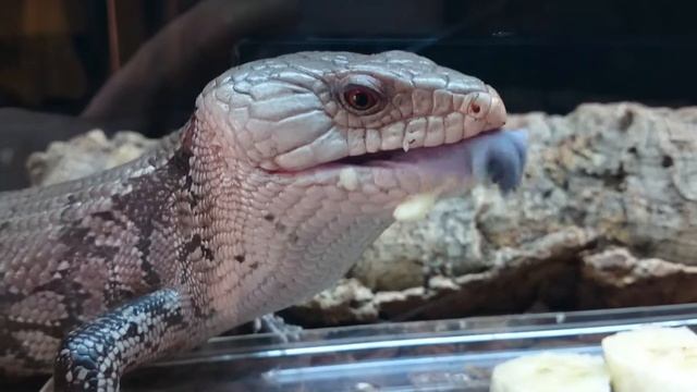 Blue Tongue Skink ( Tiliqua scincoides) Eating Banana смотреть онлайн