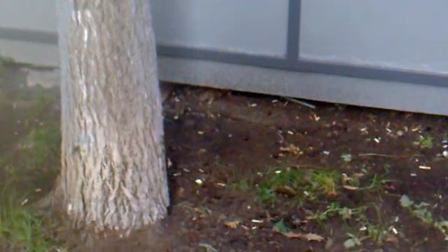 крысята-2.mp4 смотреть онлайн