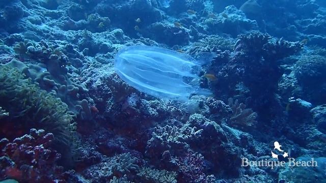 18 03 23 - Whale Shark and Manta Rays - Dives at Manta Point & Bodufinolhu Thila смотреть онлайн