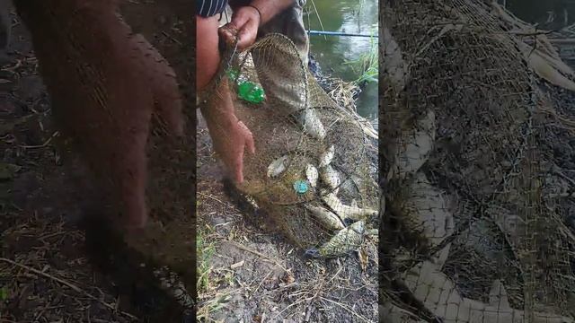 Уничтожения КАРПОВ Вот так Происходит.#тренды#рыбалка#fishing#приколы#рек#рекомендации#тикток#топ смотреть онлайн