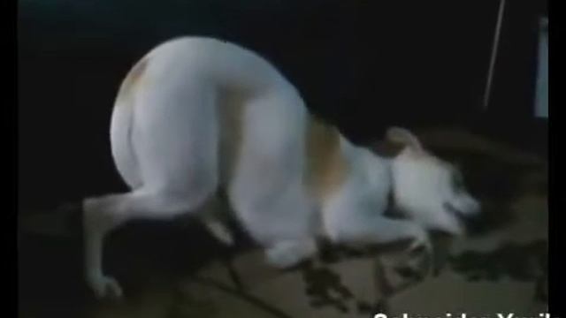 Смешные эпик фэйлы животных смотреть онлайн