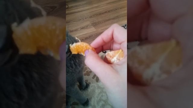 Кот лакомится мандарином. смотреть онлайн