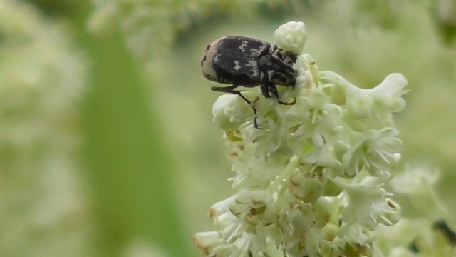Epicometis hirta eating white floers of Rheum rhabarbarum смотреть онлайн