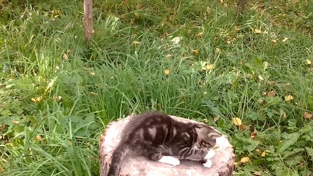 Котейко играет 3 смотреть онлайн