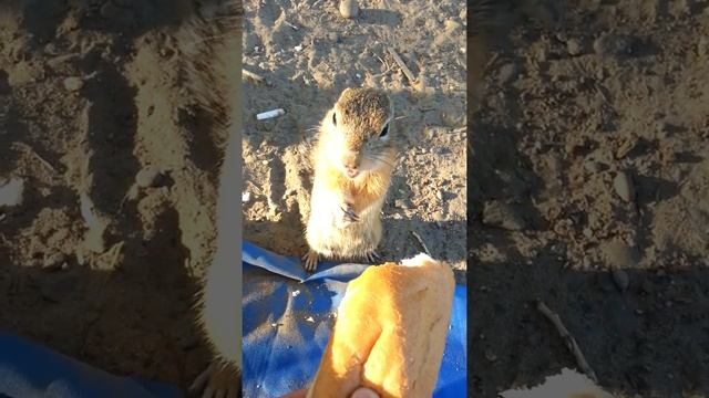 Суслики)) смотреть онлайн