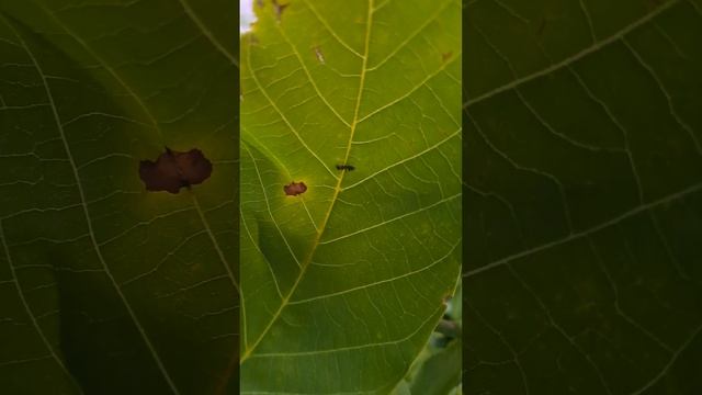 Colobopsis truncata dans le noyer смотреть онлайн
