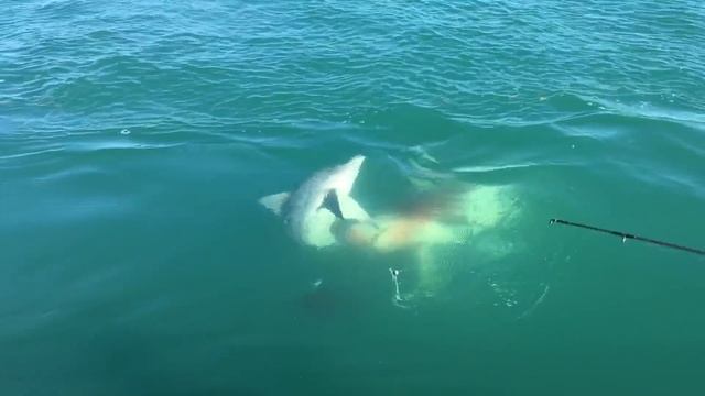 Shark Eats Shark - 4.25.18 смотреть онлайн