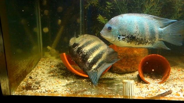 Size counts in Chromide Land смотреть онлайн