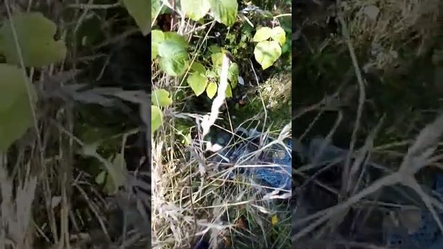 снимаю грибы в мини лесу смотреть онлайн
