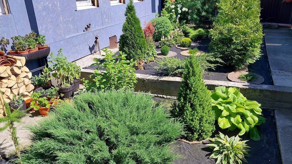 Обзор Наших Хвойных. 18 Видов Хвойных в Маленьком Саду. смотреть онлайн