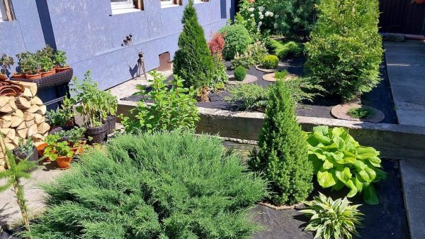 Обзор Наших Хвойных. 18 Видов Хвойных в Маленьком Саду.