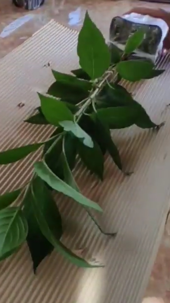 Как я собираю ваши посылки с гортензиями.