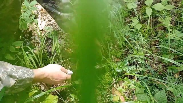 Тайны дикой жизни