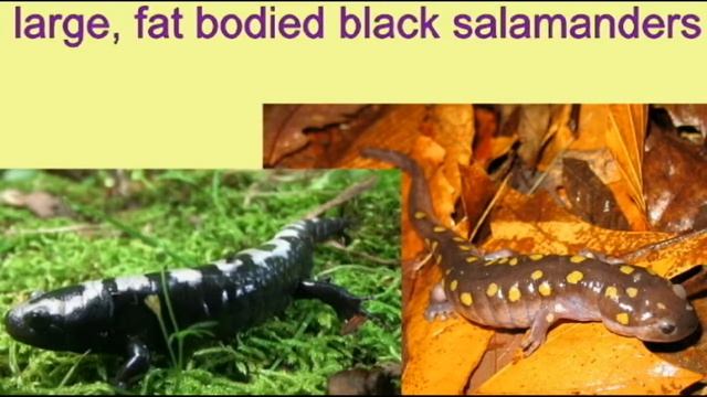 la salamandra familia Ambystomatidae смотреть онлайн