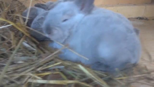 Новые Крольчата смотреть онлайн