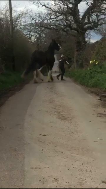 Huge Three Year Old Shire Gelding Heavy Horse Draft Hore смотреть онлайн