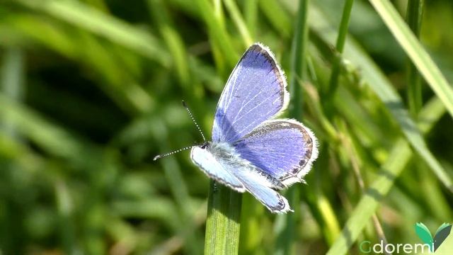 Cupido (Everes) argiades (Video for entomological recognition) смотреть онлайн