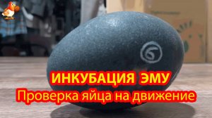 Инкубация Эму и проверка яиц на качение в конце срока ❣️🤗😂