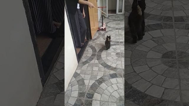 кики гоняется за мышкой😹 смотреть онлайн