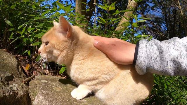 クリーム色の猫が短い尻尾をフリフリして庭園を散歩する смотреть онлайн
