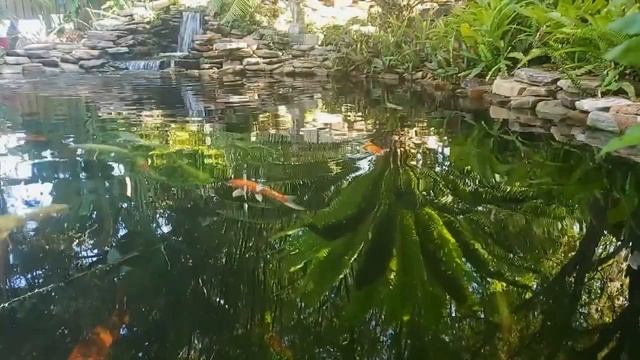 Como ELIMINAR por Completo el ALGA que Cubre de Verde Nuestro ESTANQUE de Peces y Tortugas. смотреть онлайн