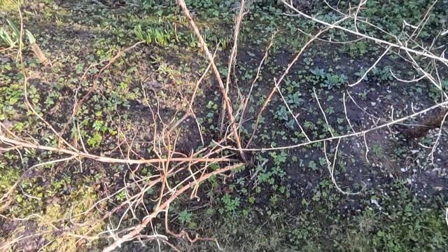 6 соток в середине апреля