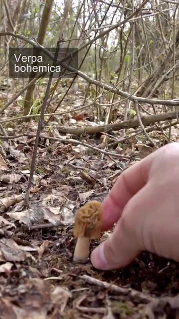Mushroom Foraging #Shorts - April 2021 - Early Morels | Verpa Bohemica