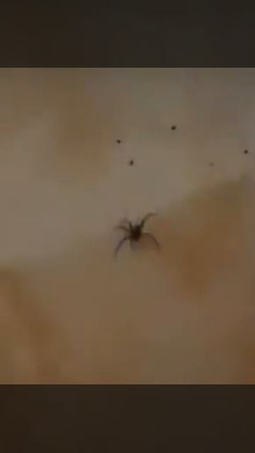 Dylantero Mata Otra Araña