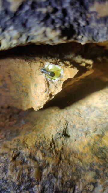 Ant Mimic Sac Spider swaying смотреть онлайн