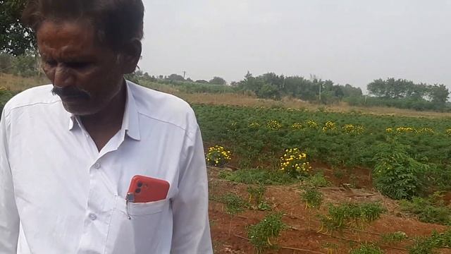 TRICHODERMA,PSEUDOMONAS SUCCESS STORIES (3) смотреть онлайн