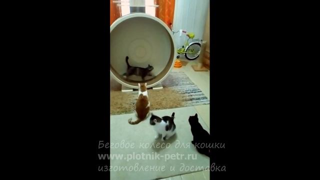 Игровой комплекс с колесом с задней стенкой #беговоеколесо смотреть онлайн