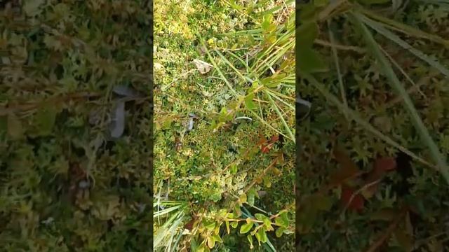 НЕМНОГО  ЯГОД  НА  ЗИМУ;  НЕ  ПОМЕШАЕТ...