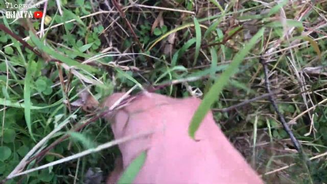 Morel Mushroom || One of Most Expensive Vegetable Hunting Vlog | ₹50000 Kg | Vlogwalebhaiya || Jamm смотреть онлайн