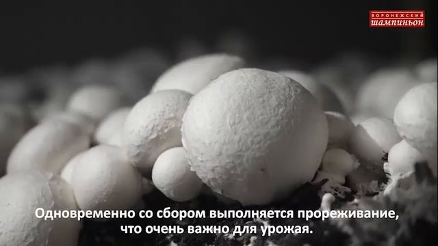 2023 11 Воронежский шампиньон HR mobile смотреть онлайн