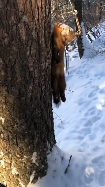 Another Marten!! #trapping #hunting смотреть онлайн