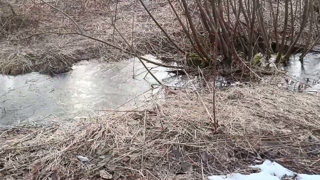 О ТАКИХ ГРИБАХ, ВЫ ВРЯД-ЛИ СЛЫШАЛИ! САРКОСЦИФА АВСТРИЙСКАЯ! ЭТО САМЫЕ РАННИЕ ВЕСЕННИЕ ГРИБЫ!