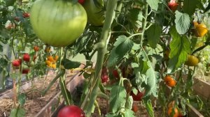 МИНУСИНСКИЙ ДОМАШНИЙ // обзор томата // высылаю семена