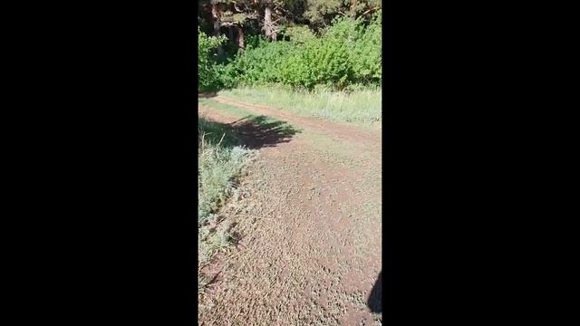 ЛЕС В НУР-СУЛТАНЕ? ЗЕМЛЯНИЧНАЯ ПОЛЯНА? смотреть онлайн