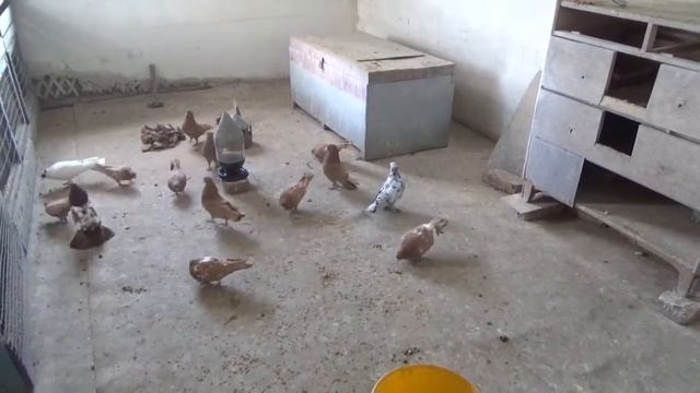 Голуби бакинские смотреть онлайн