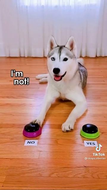 virlal Husky main tebak tebakan смотреть онлайн