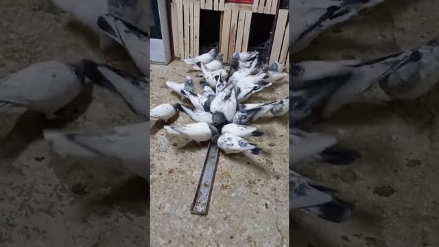 Пакистанские голуби Актау смотреть онлайн