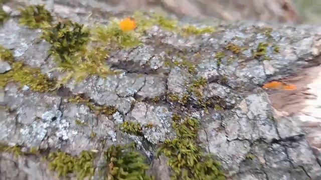 Мхи и лишайники. Удивительная красота.